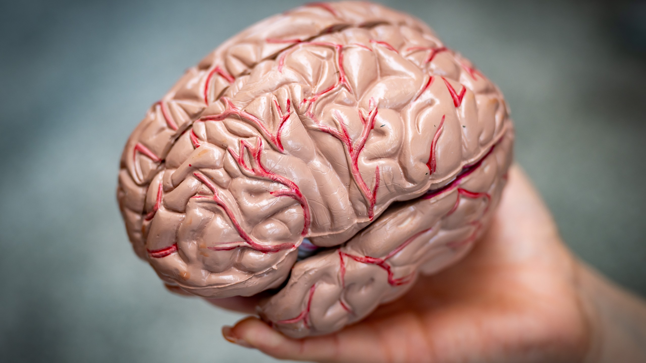 In this photo illustration, A model of a human brain held in a hand on February 16, 2024 in Cardiff, Wales.