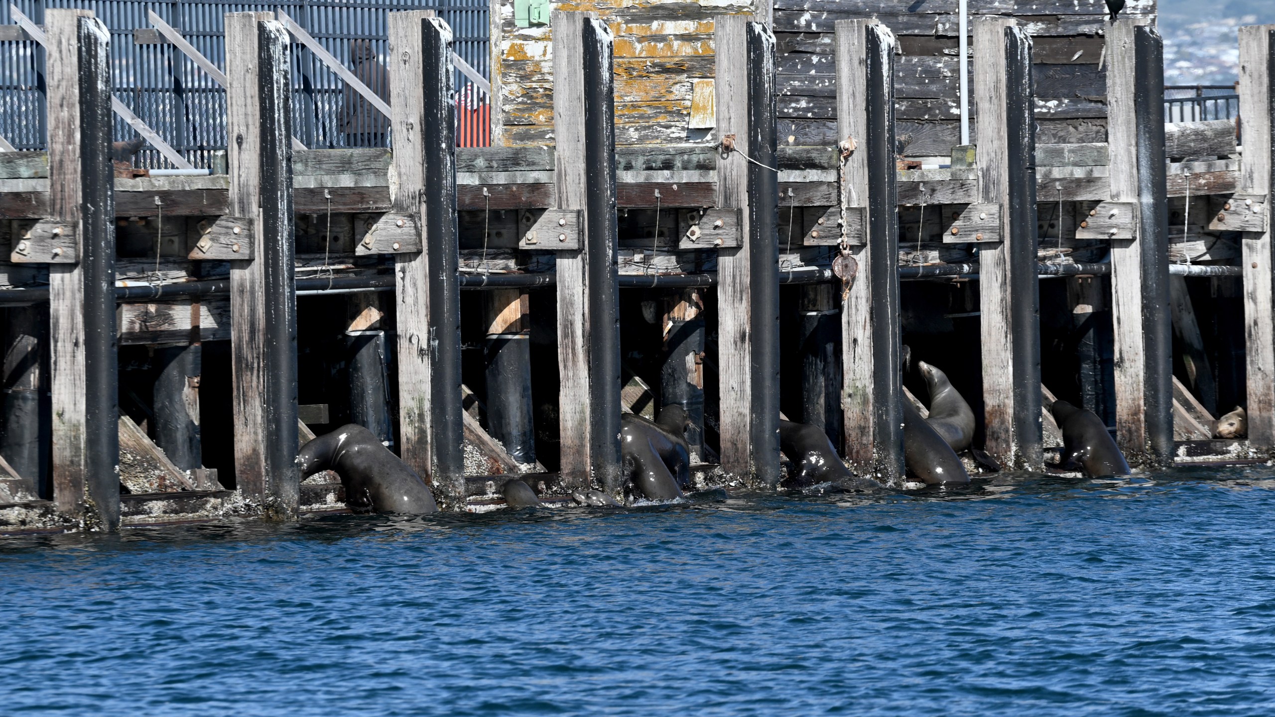 Sea lions are seen at the Coast Guard Pier near San Carlos beach in Monterey, California, United States.