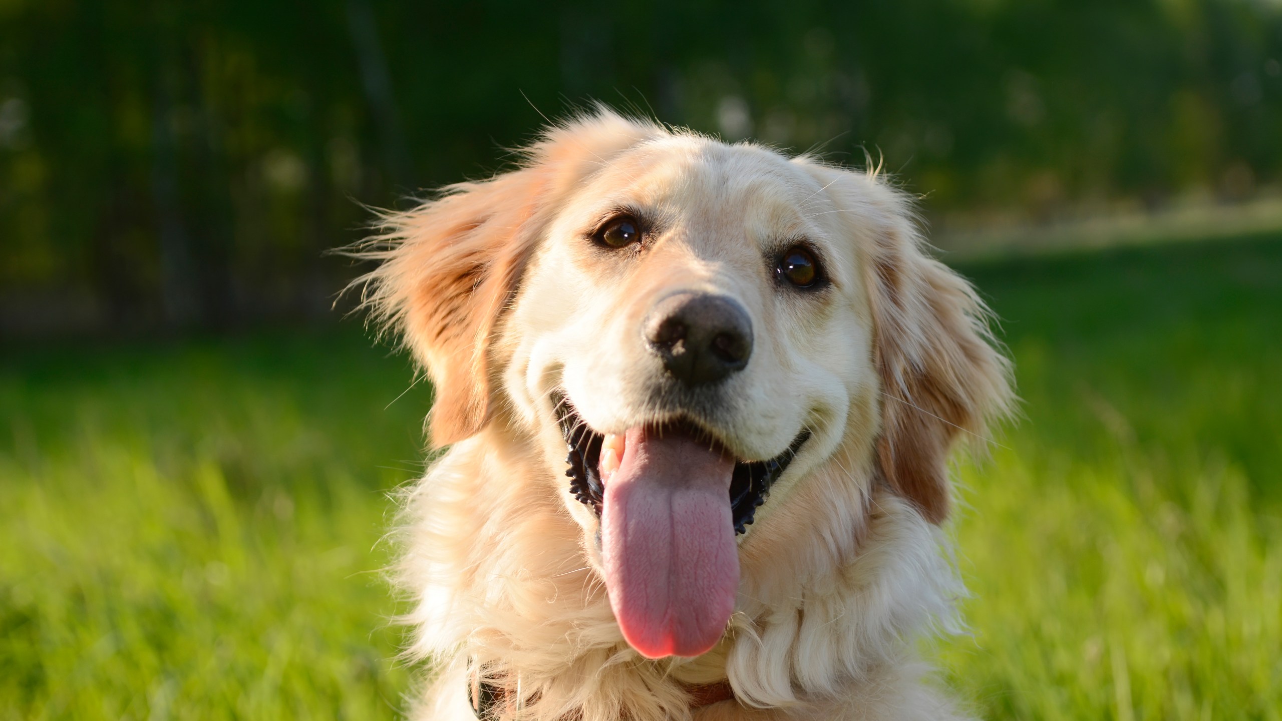 A golden retriever with its tongue sticking out