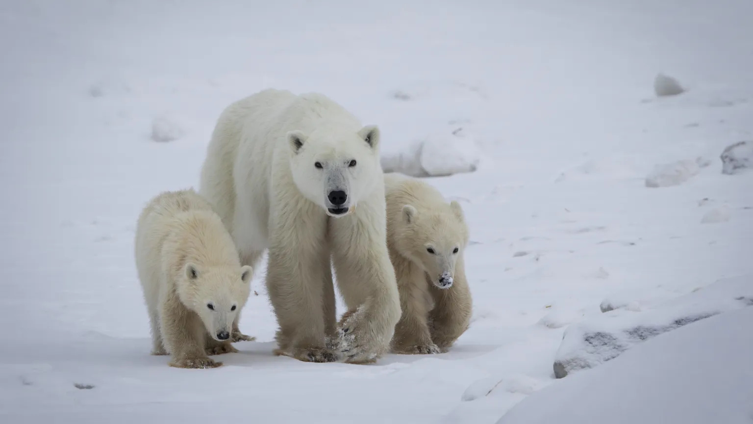 An adult polar bear and two polar bear cubs