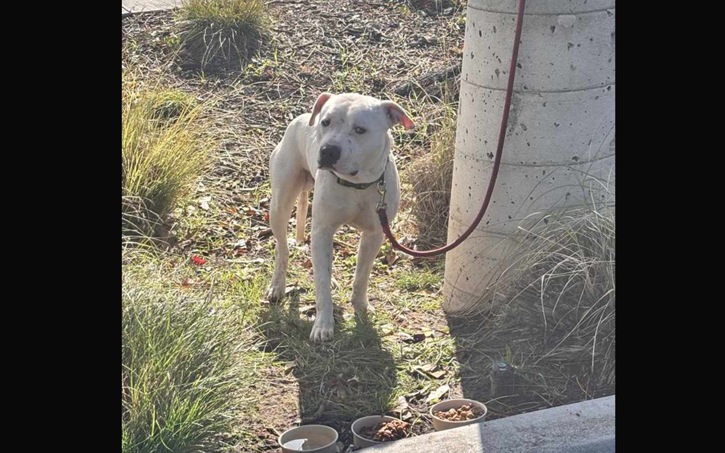 Picture of the dog abandoned before Christmas.