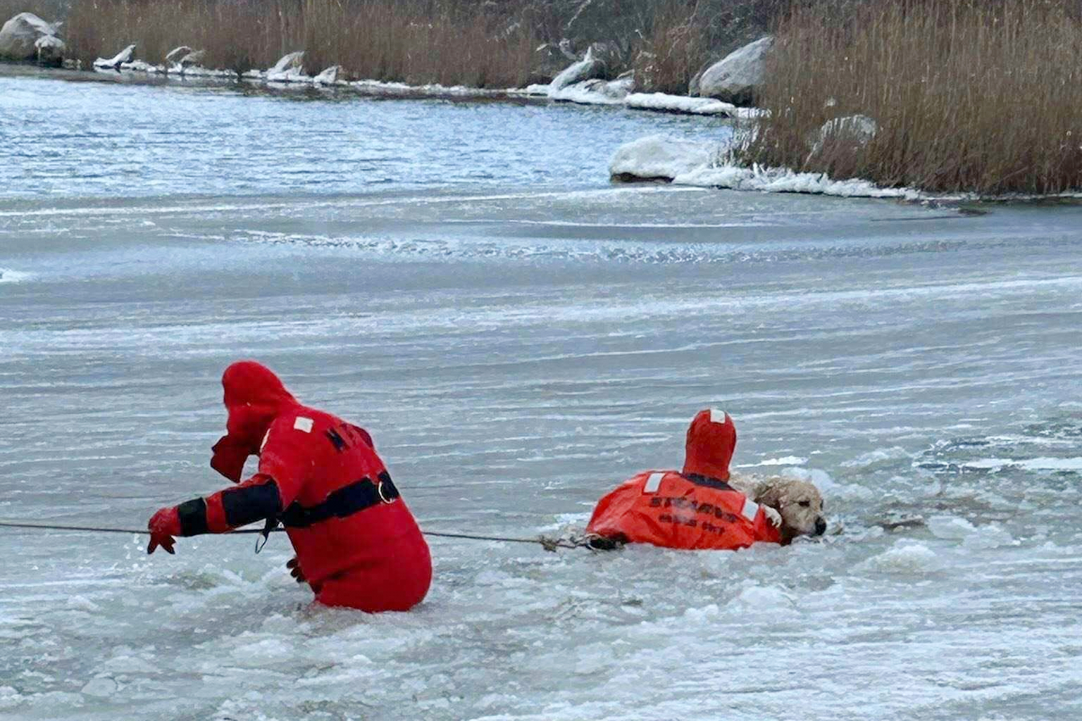 In this photo provided by the Misquamicut Fire Department, Phoenix, a yellow Labrador, is rescued by firefighters in Westerly, R.I., on Thursday, Jan. 1, 2026, after falling through thin ice on a pond. (Misquamicut Fire Department via AP)