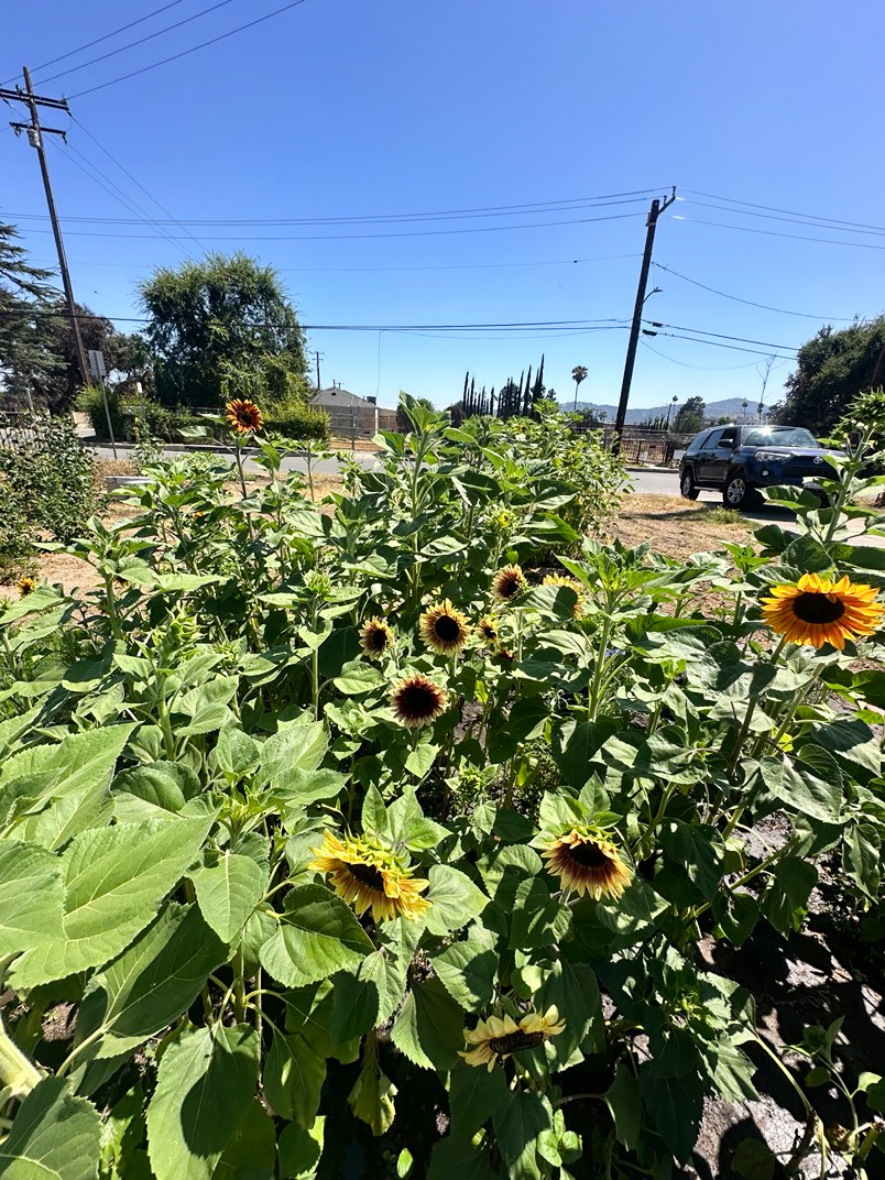 This undated photo, provided by Missi Dowd-Figueroa, shows sunflowers growing on her fire-ravaged property in the aftermath of the Eaton Fire in Altadena, Calif. (Missi Dowd-Figueroa via AP)