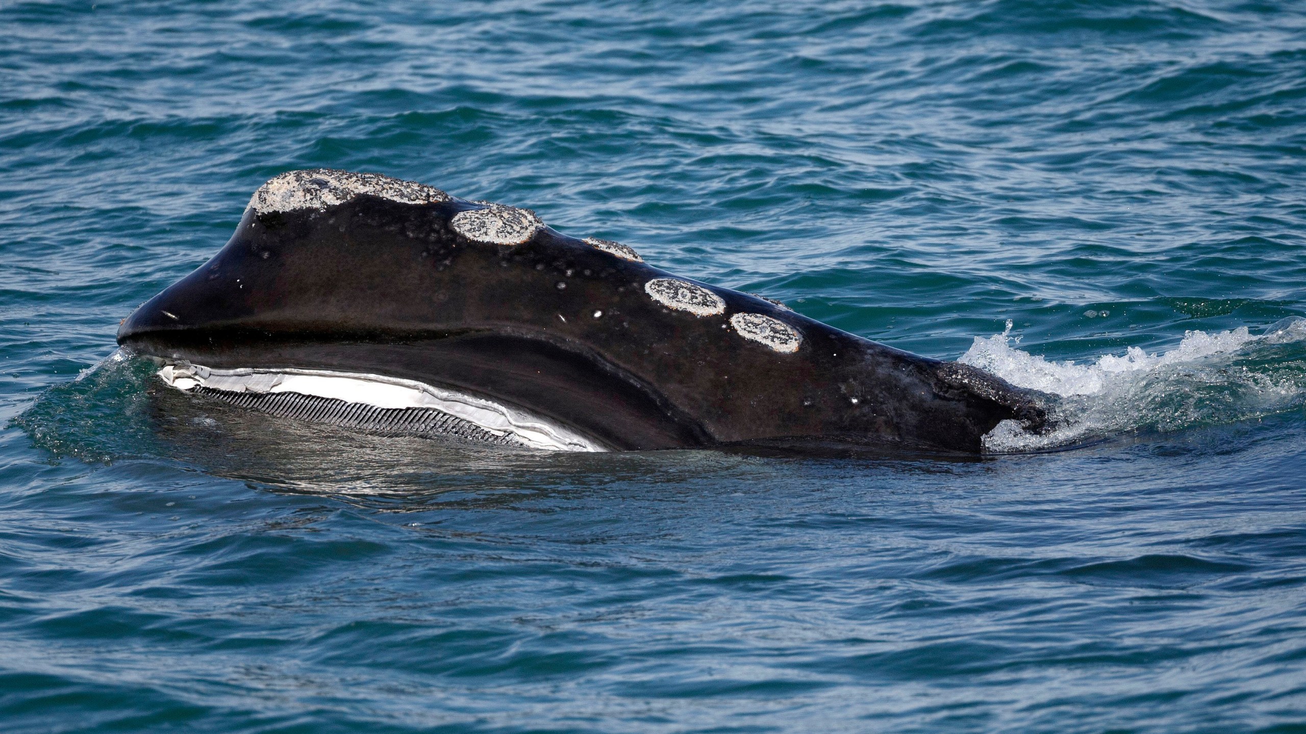 FILE - A North Atlantic right whale feeds on the surface of Cape Cod bay off the coast of Plymouth, Mass., March 28, 2018. (AP Photo/Michael Dwyer, File)