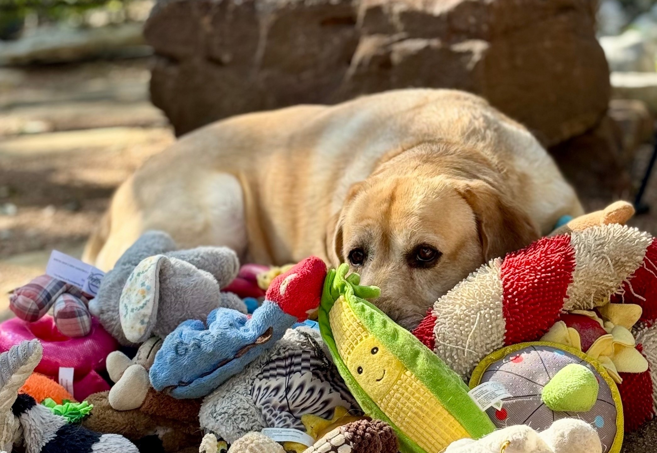 This 2023 image provided by Shany Dror shows a labrador named Augie in Texas. (Don Harvey/Shany Dror via AP)