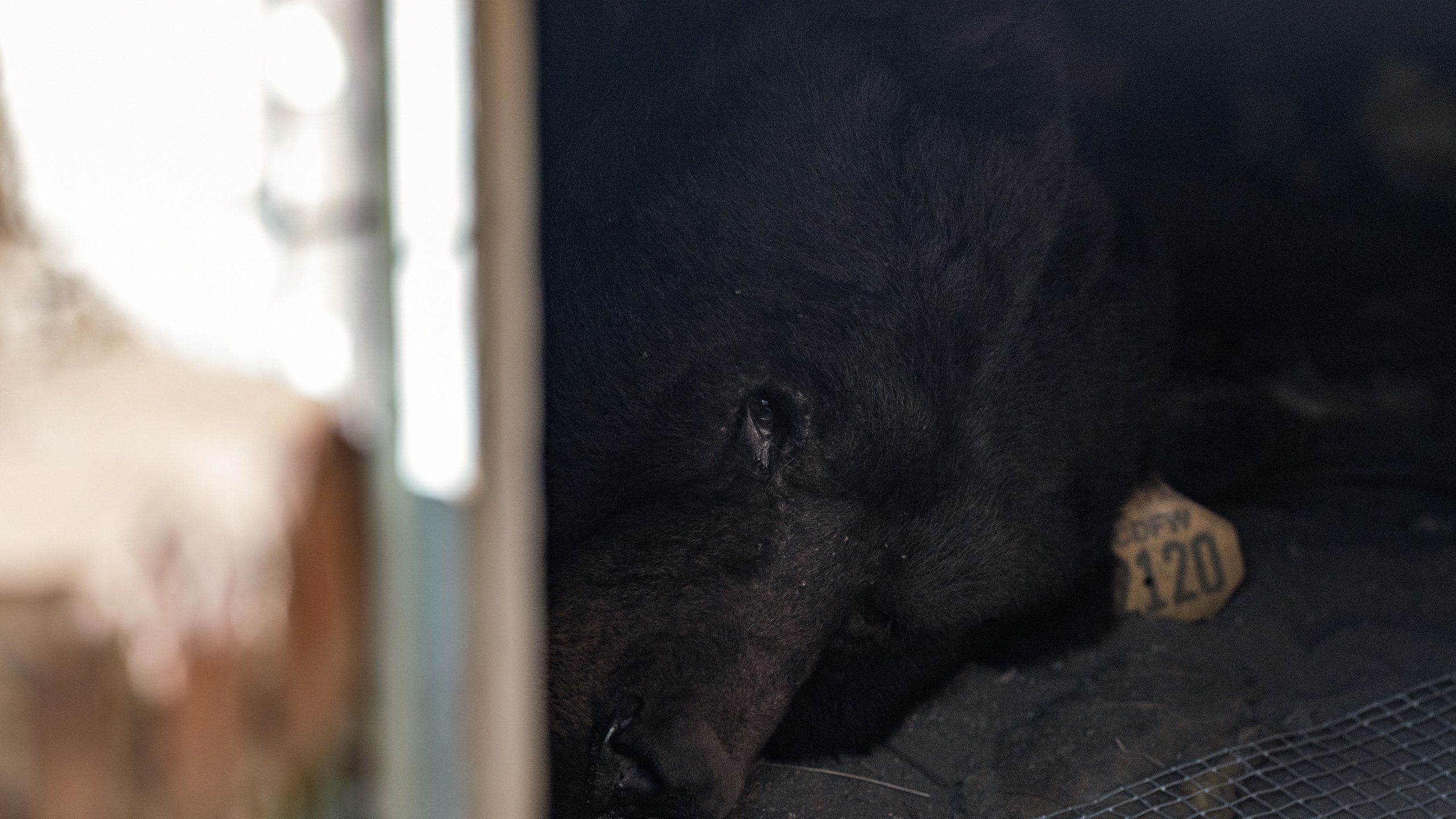 FILE - A bear lies inside a crawl space beneath a home in Altadena, Calif., Dec. 1, 2025. (AP Photo/Jae C. Hong, File)