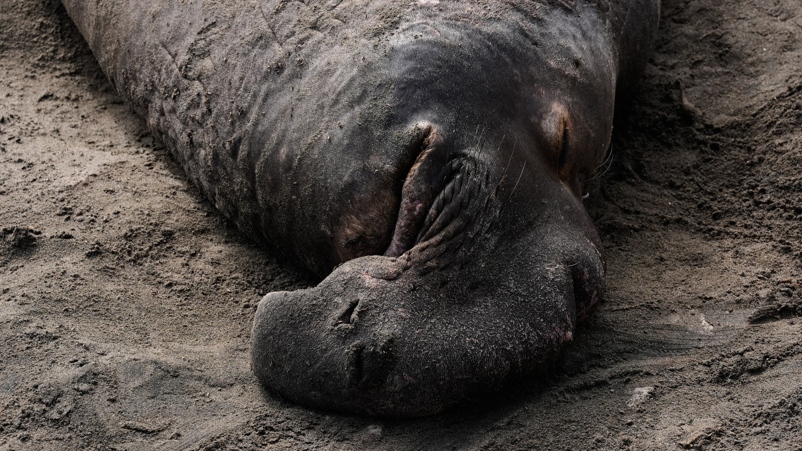 A bull elephant seal rests on a beach at Año Nuevo State Park, Friday, Jan. 16, 2026, in Pescadero, Calif. (AP Photo/Godofredo A. Vásquez)