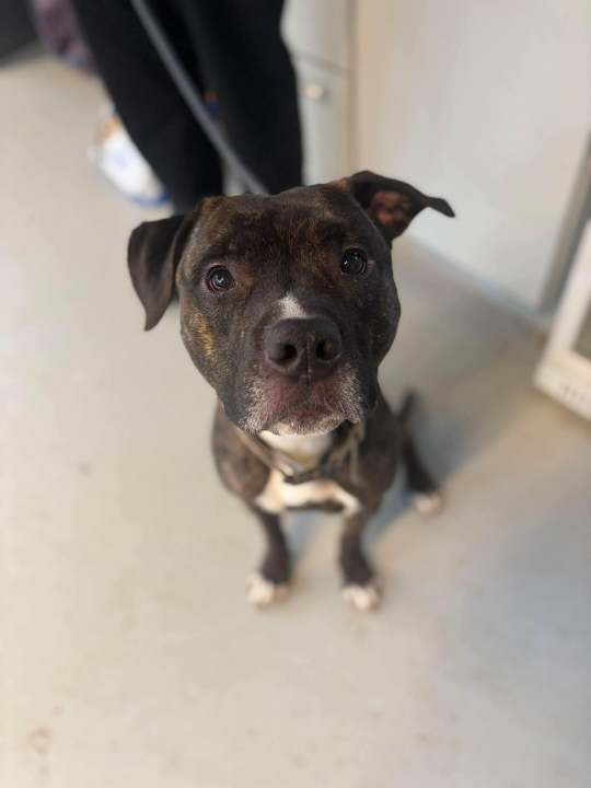 Dawson the shelter dog