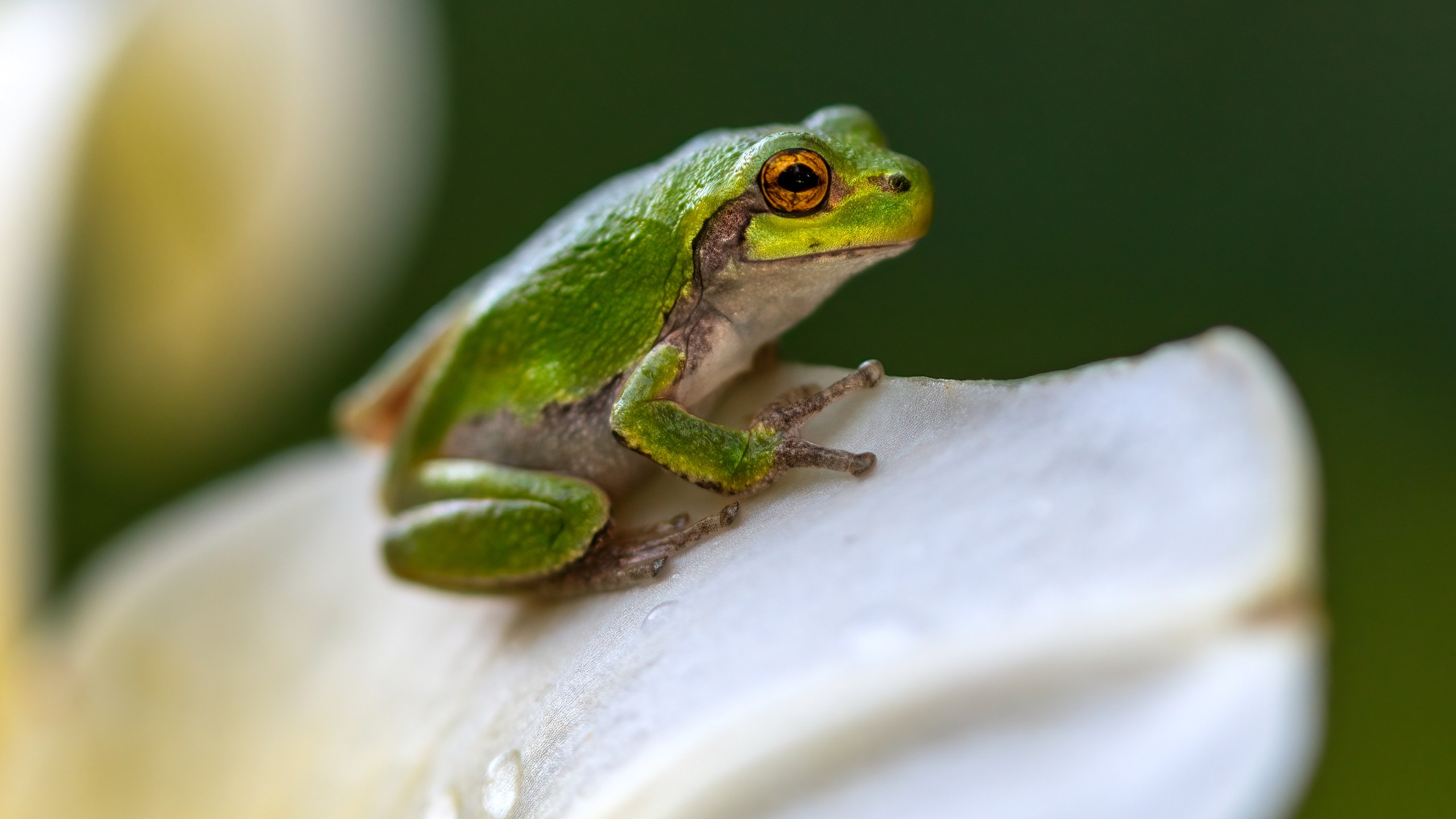 An image of a frog sitting on a flower petal