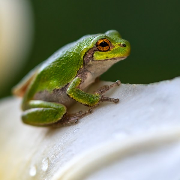 An image of a frog sitting on a flower petal