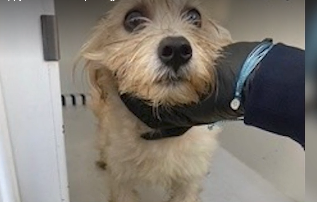 A hand holds the chin of a scared puppy who was saved by a police officer from a compacting trash can