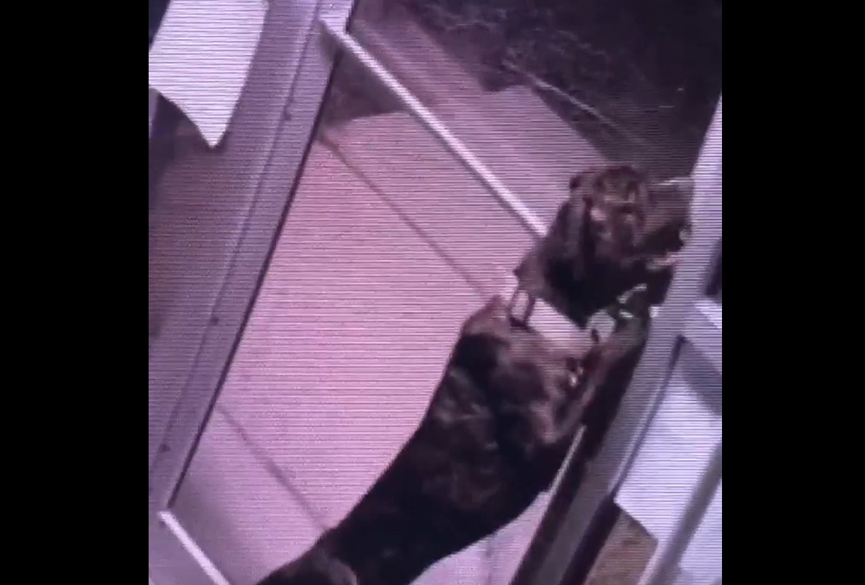 dog uses mouth to turn lock